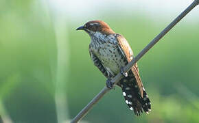 Diederik Cuckoo