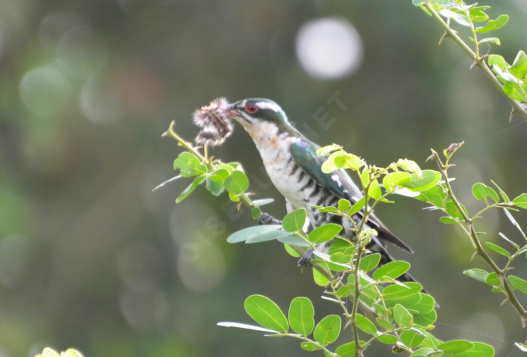 Diederik Cuckooadult, identification, eats