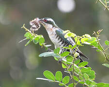 Diederik Cuckoo