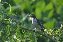 Diederik Cuckoo