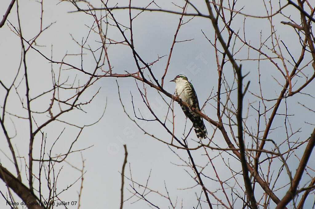 Diederik Cuckoo