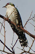 Diederik Cuckoo