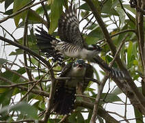 Diederik Cuckoo