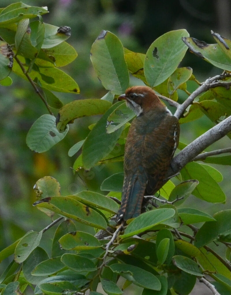 Diederik Cuckooadult, identification