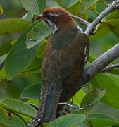 Diederik Cuckoo