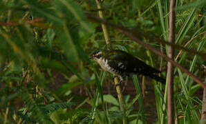 Diederik Cuckoo