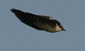 Diederik Cuckoo