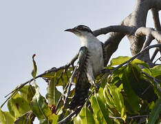 Diederik Cuckoo