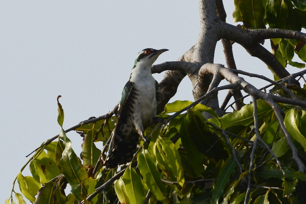 Diederik Cuckooadult, identification