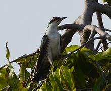 Diederik Cuckoo