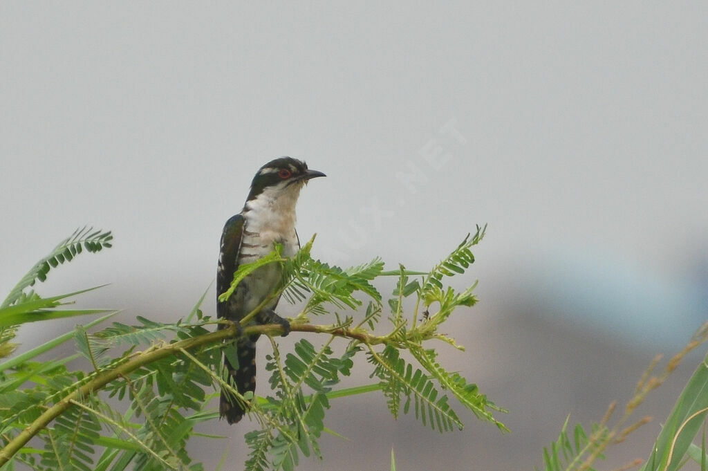 Diederik Cuckooadult, identification