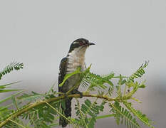 Diederik Cuckoo