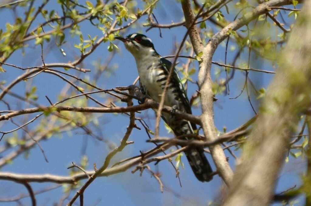 Diederik Cuckooadult breeding, identification