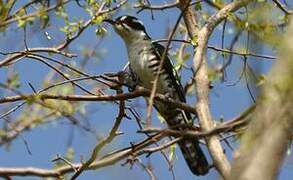 Diederik Cuckoo
