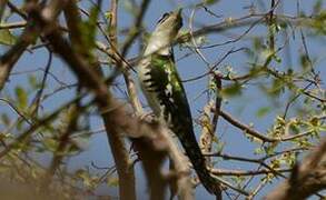 Diederik Cuckoo