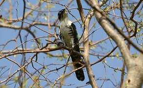 Diederik Cuckoo