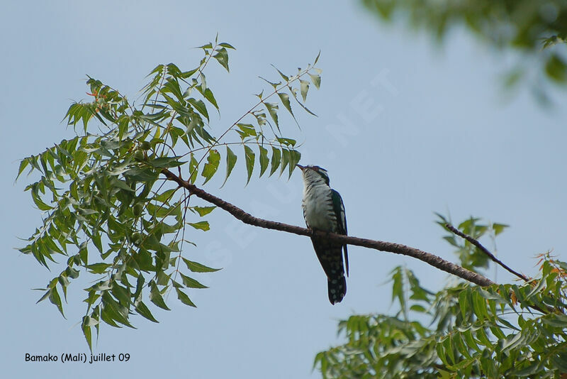 Diederik Cuckoo male adult breeding, song