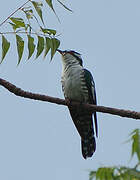 Diederik Cuckoo