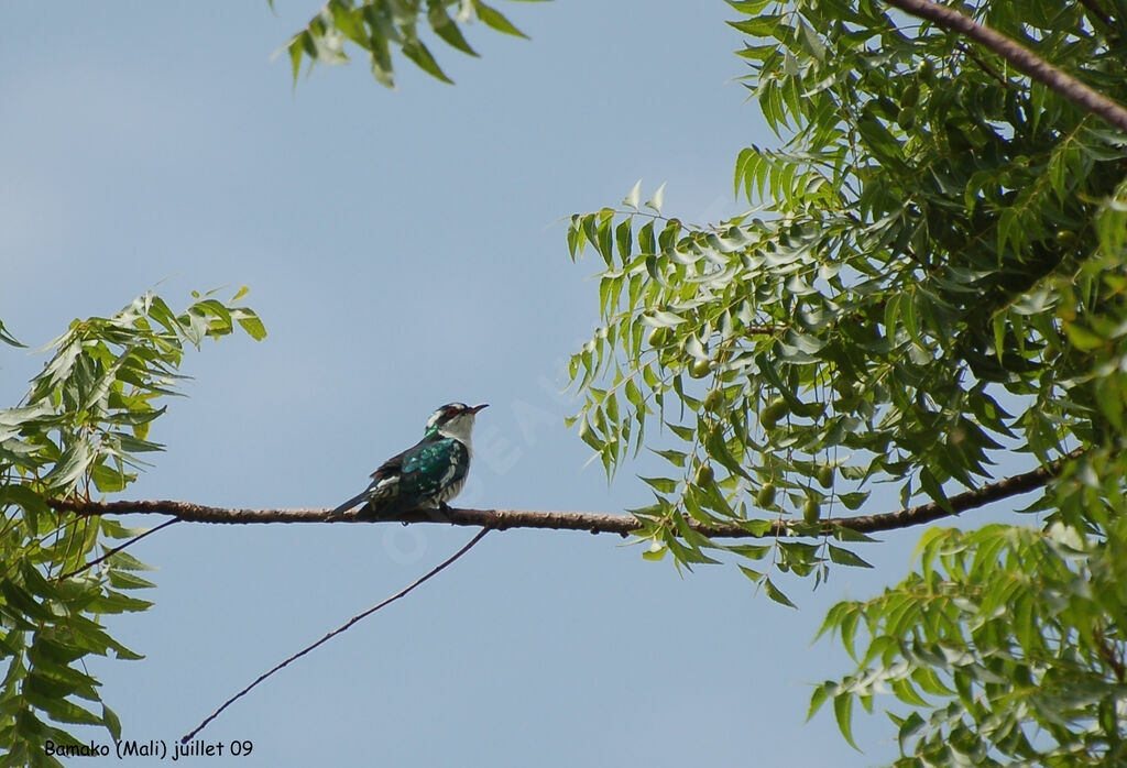 Diederik Cuckoo male adult breeding