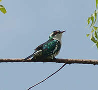 Diederik Cuckoo