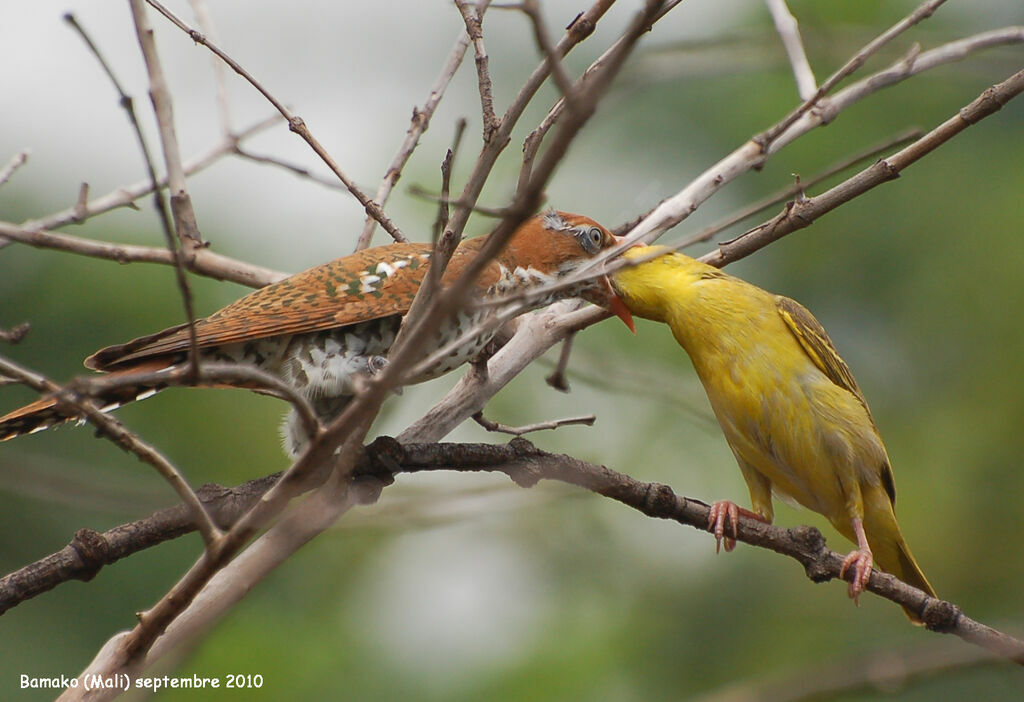 Diederik Cuckoojuvenile, Reproduction-nesting, Behaviour