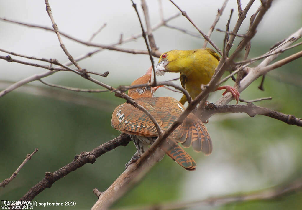 Diederik Cuckoojuvenile, parasitic reprod., Behaviour