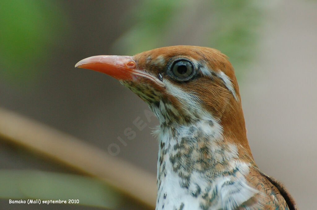 Diederik Cuckoojuvenile, identification