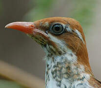 Diederik Cuckoo