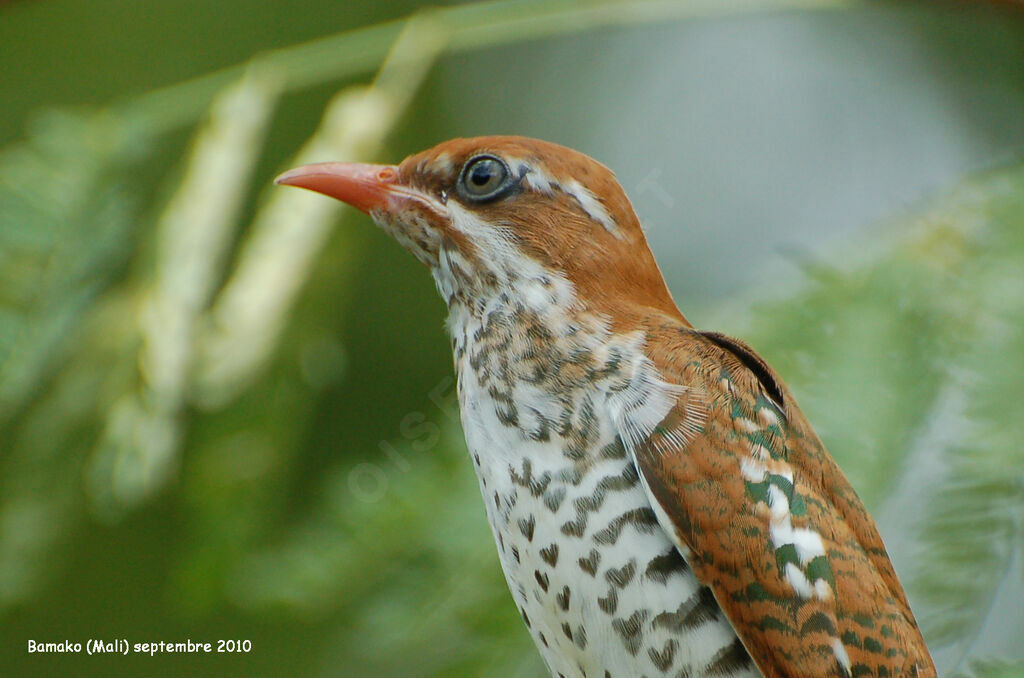 Diederik Cuckoojuvenile, identification