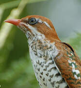 Diederik Cuckoo