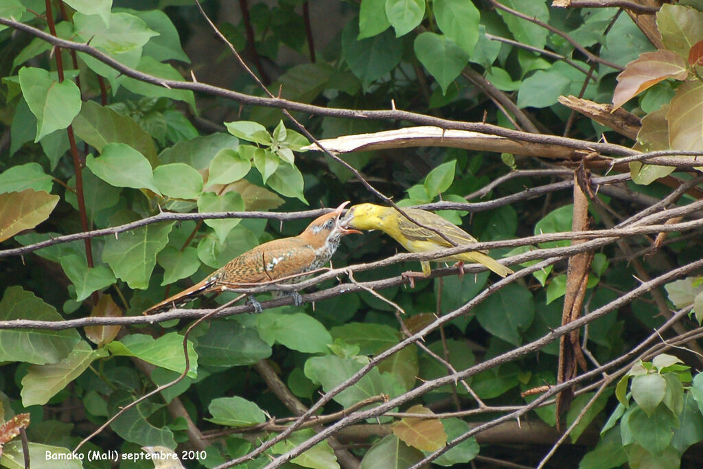 Diederik Cuckoojuvenile, Reproduction-nesting, Behaviour