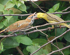 Diederik Cuckoo