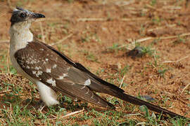 Great Spotted Cuckoo