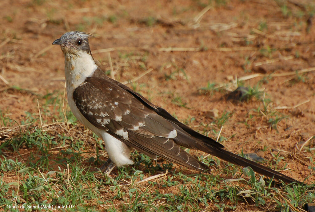 Great Spotted Cuckooimmature