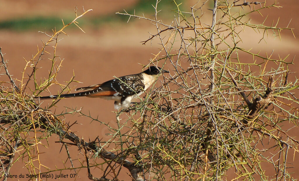 Great Spotted Cuckooadult