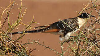 Great Spotted Cuckoo