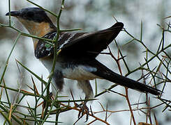 Great Spotted Cuckoo