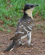 Great Spotted Cuckoo