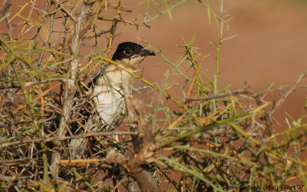 Great Spotted Cuckooadult