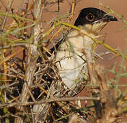 Great Spotted Cuckoo