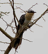 Great Spotted Cuckoo