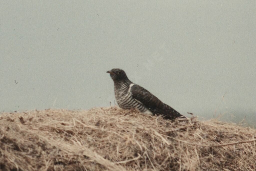 Common Cuckoo