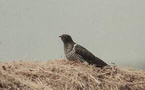 Common Cuckoo