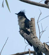 Jacobin Cuckoo