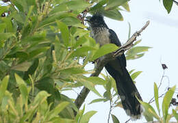 Jacobin Cuckoo