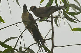 Jacobin Cuckoo