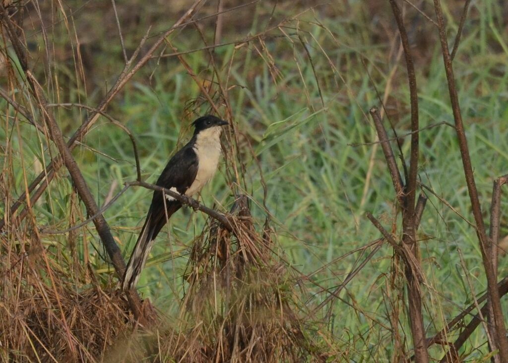 Coucou jacobinadulte, identification