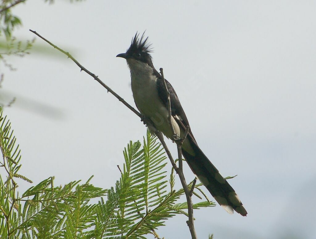 Jacobin Cuckooadult, identification