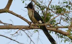 Jacobin Cuckoo