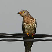 Red-chested Cuckoo